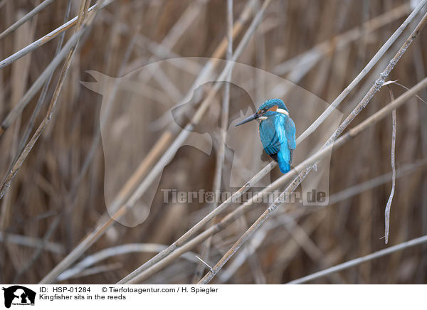 Eisvogel sitzt im Schilf / Kingfisher sits in the reeds / HSP-01284