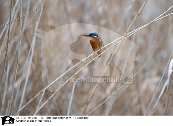 Kingfisher sits in the reeds / HSP-01285