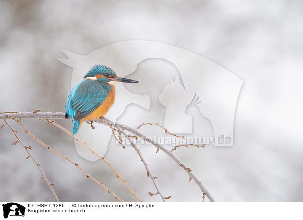 Kingfisher sits on branch / HSP-01286