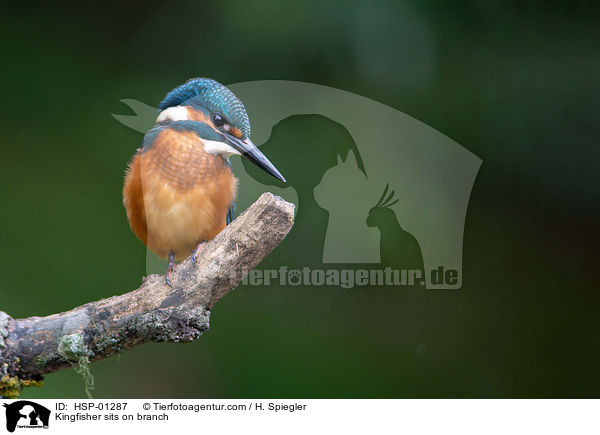 Kingfisher sits on branch / HSP-01287