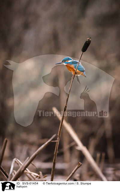 Eisvogel / halcyon / SVS-01454