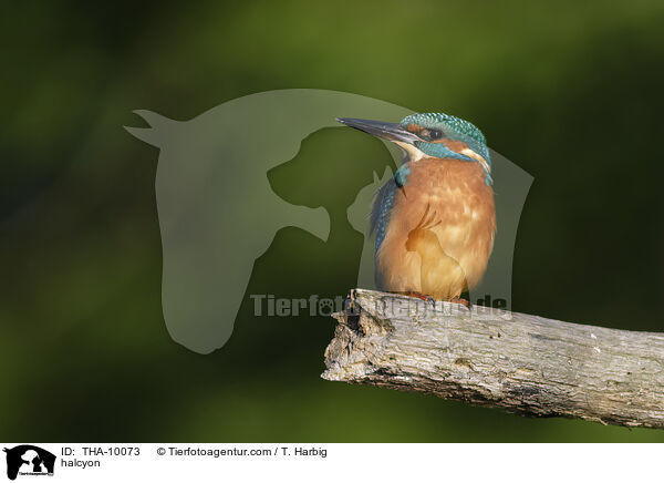 Eisvogel / halcyon / THA-10073