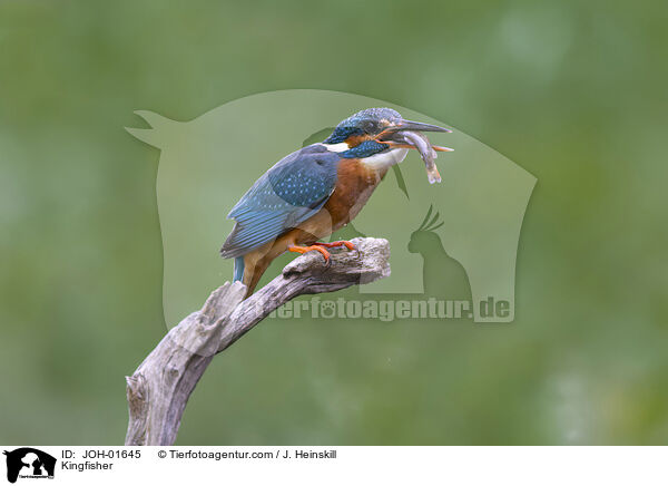 Eisvogel / Kingfisher / JOH-01645