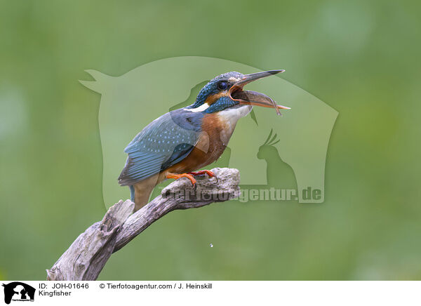 Eisvogel / Kingfisher / JOH-01646