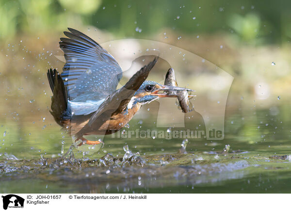 Eisvogel / Kingfisher / JOH-01657