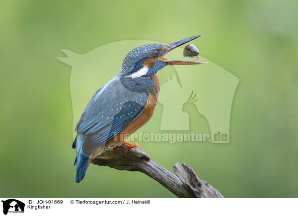 Kingfisher / JOH-01669