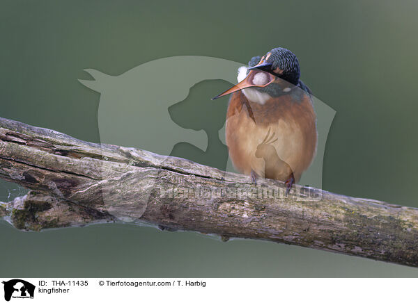 Eisvogel / kingfisher / THA-11435