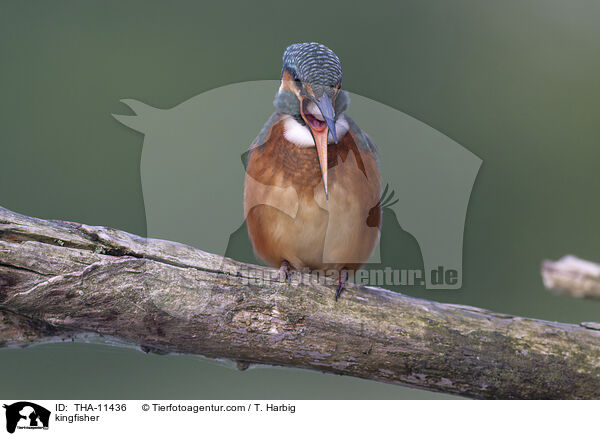 Eisvogel / kingfisher / THA-11436