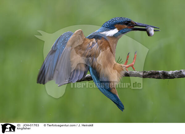 Eisvogel / kingfisher / JOH-01763