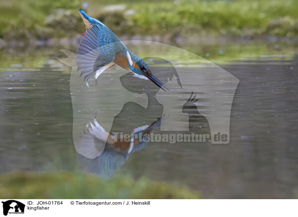 Eisvogel / kingfisher / JOH-01764