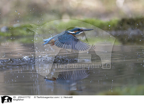 Eisvogel / kingfisher / JOH-01772