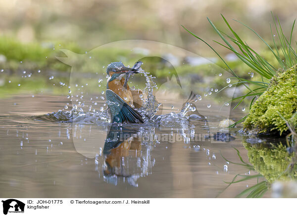 Eisvogel / kingfisher / JOH-01775