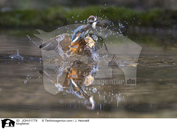 Eisvogel / kingfisher / JOH-01778