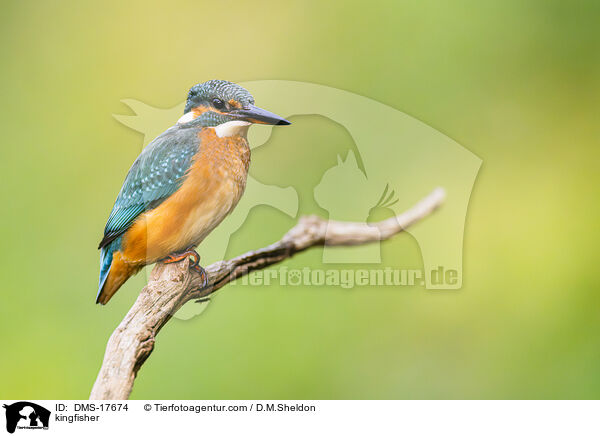 Eisvogel / kingfisher / DMS-17674