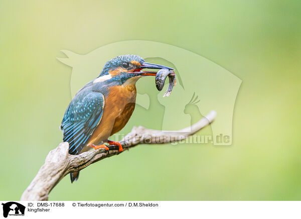 Eisvogel / kingfisher / DMS-17688