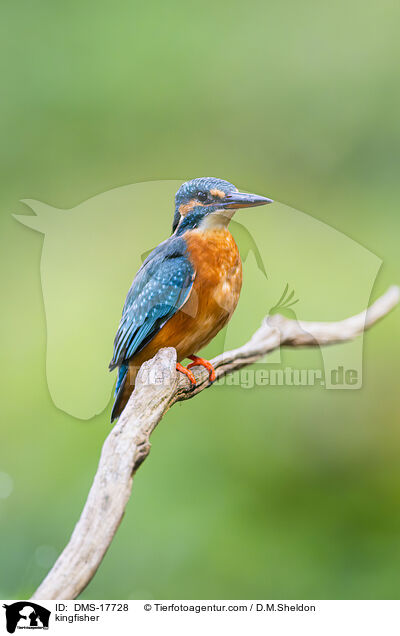 Eisvogel / kingfisher / DMS-17728