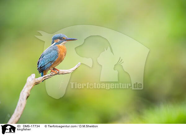 Eisvogel / kingfisher / DMS-17734