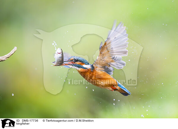 Eisvogel / kingfisher / DMS-17736