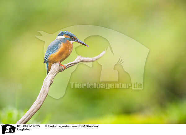 Eisvogel / kingfisher / DMS-17825