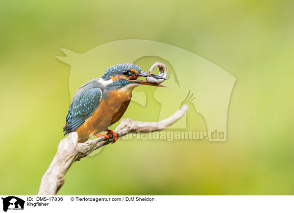 Eisvogel / kingfisher / DMS-17836