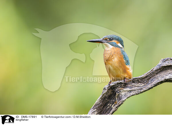 Eisvogel / kingfisher / DMS-17891