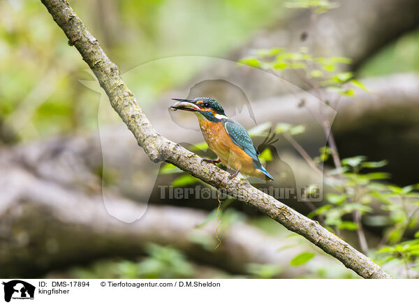 Eisvogel / kingfisher / DMS-17894