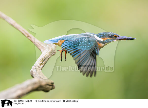 Eisvogel / kingfisher / DMS-17899