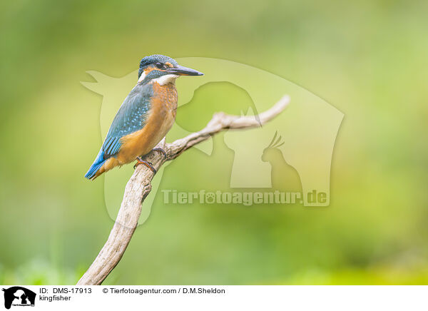 Eisvogel / kingfisher / DMS-17913