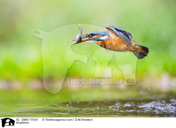 Eisvogel / kingfisher / DMS-17935