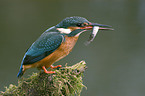 kingfisher