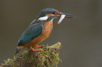 kingfisher