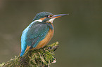 kingfisher