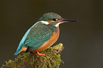 kingfisher