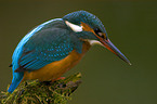 kingfisher