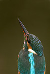 kingfisher