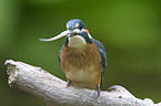 kingfisher with fish