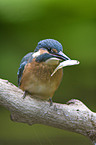 kingfisher with fish