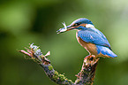 kingfisher with fish