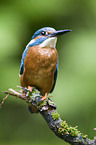 Kingfisher