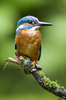 Kingfisher