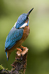 Kingfisher