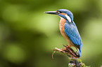 Kingfisher