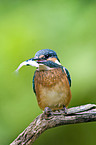 kingfisher with fish