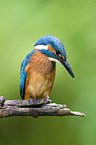 Kingfisher