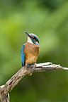 Kingfisher