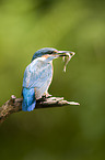 kingfisher with fish