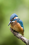 Kingfisher