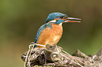 Kingfisher