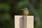 Kingfisher