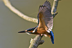 Kingfisher